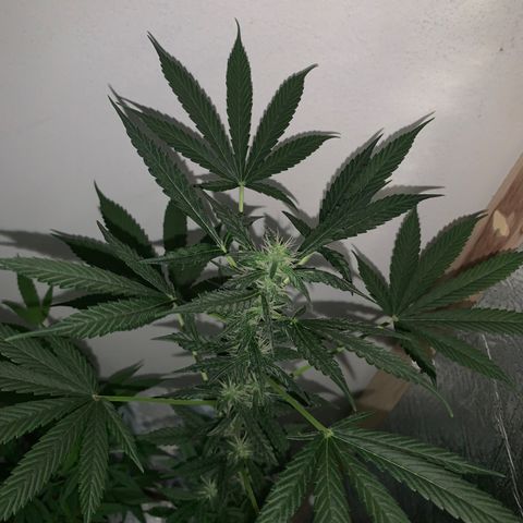 California O. G. x Manga Rosa Auto growlog timeline photo
