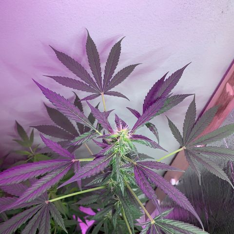 California O. G. x Manga Rosa Auto growlog timeline photo