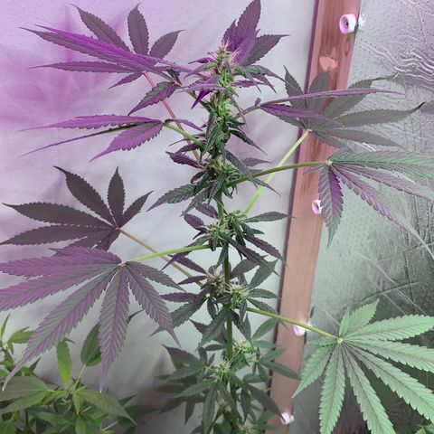 California O. G. x Manga Rosa Auto growlog timeline photo
