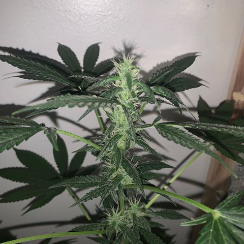 California O. G. x Manga Rosa Auto growlog timeline photo