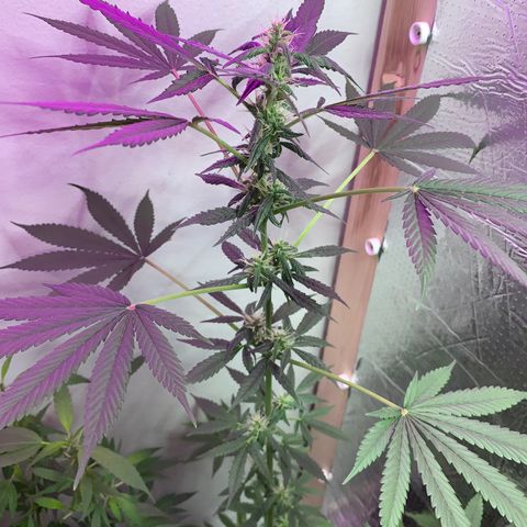 California O. G. x Manga Rosa Auto growlog timeline photo