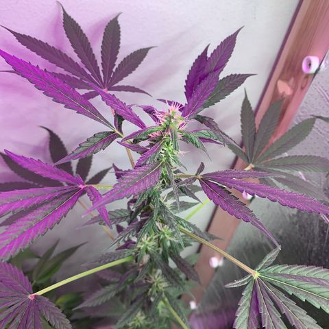 California O. G. x Manga Rosa Auto growlog timeline photo