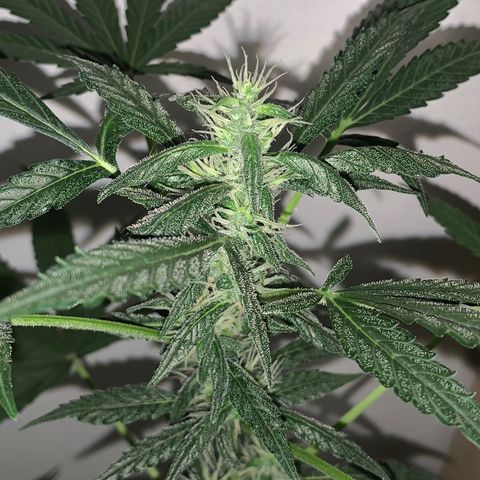 California O. G. x Manga Rosa Auto growlog timeline photo