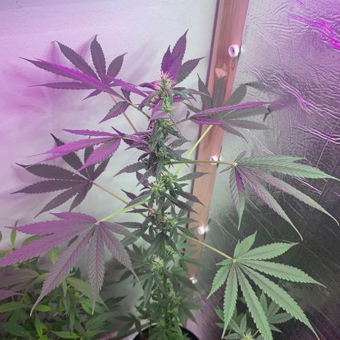 California O. G. x Manga Rosa Auto growlog timeline photo