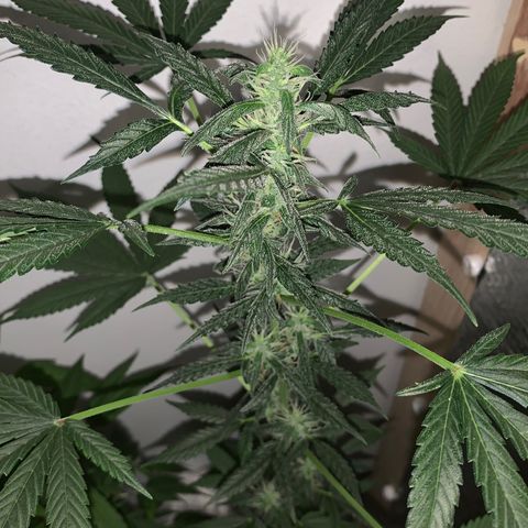 California O. G. x Manga Rosa Auto growlog timeline photo