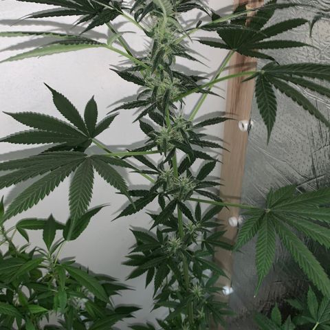 California O. G. x Manga Rosa Auto growlog timeline photo