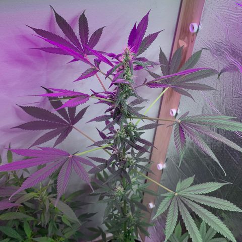 California O. G. x Manga Rosa Auto growlog timeline photo