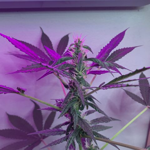 California O. G. x Manga Rosa Auto growlog timeline photo