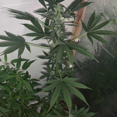 California O. G. x Manga Rosa Auto growlog timeline photo