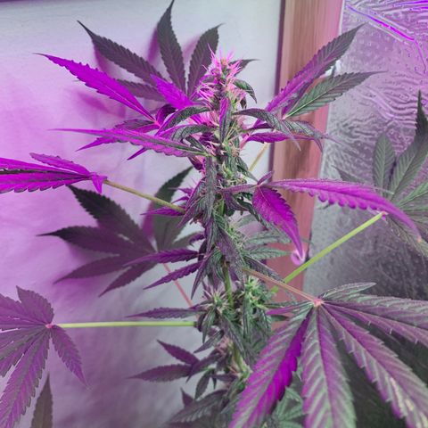 California O. G. x Manga Rosa Auto growlog timeline photo