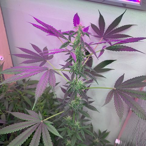 California O. G. x Manga Rosa Auto growlog timeline photo