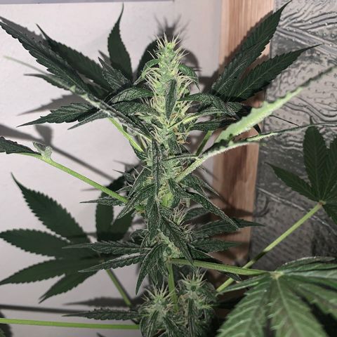 California O. G. x Manga Rosa Auto growlog timeline photo