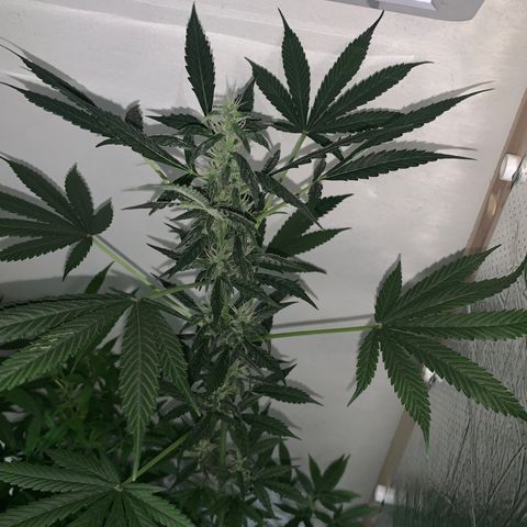 California O. G. x Manga Rosa Auto growlog timeline photo