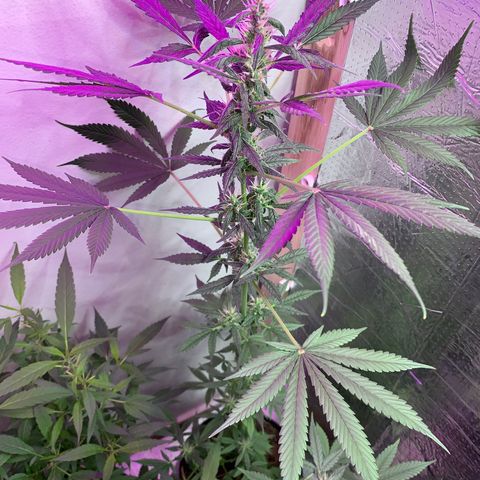 California O. G. x Manga Rosa Auto growlog timeline photo