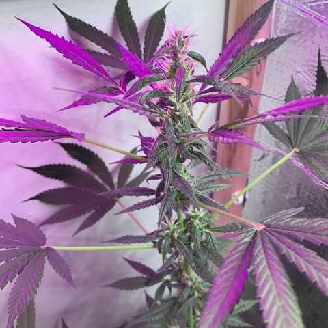 California O. G. x Manga Rosa Auto growlog timeline photo
