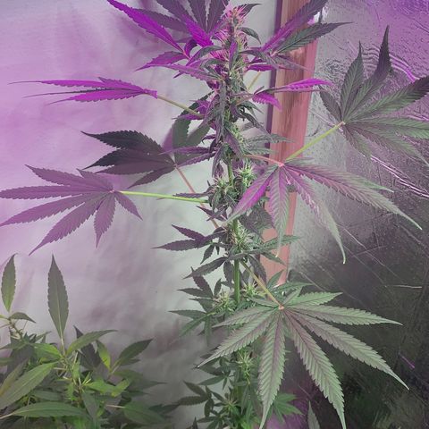 California O. G. x Manga Rosa Auto growlog timeline photo