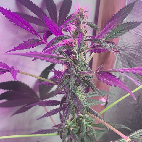California O. G. x Manga Rosa Auto growlog timeline photo