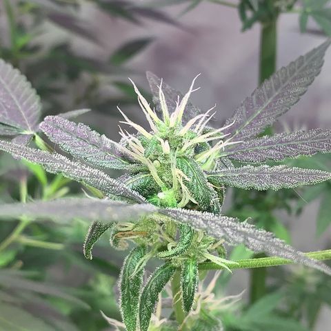 California O. G. x Manga Rosa Auto growlog photo: little bud