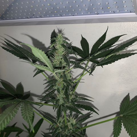 California O. G. x Manga Rosa Auto growlog timeline photo