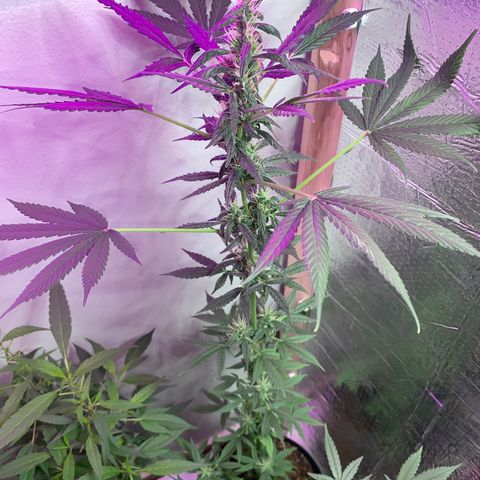 California O. G. x Manga Rosa Auto growlog timeline photo