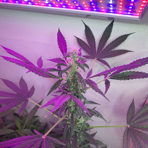 California O. G. x Manga Rosa Auto growlog timeline photo
