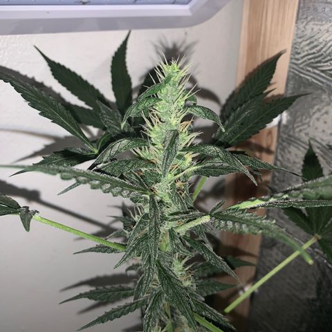 California O. G. x Manga Rosa Auto growlog timeline photo