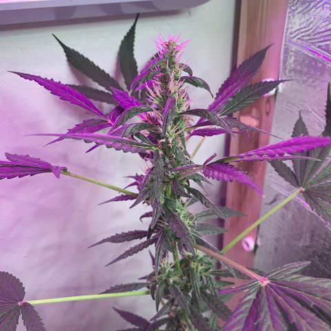 California O. G. x Manga Rosa Auto growlog timeline photo