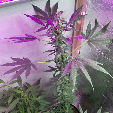 California O. G. x Manga Rosa Auto growlog timeline photo