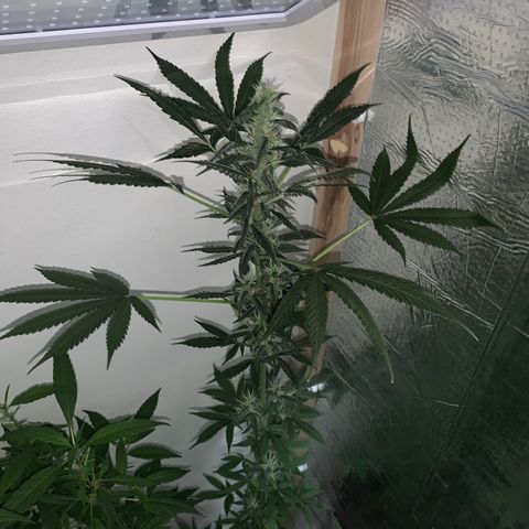 California O. G. x Manga Rosa Auto growlog timeline photo