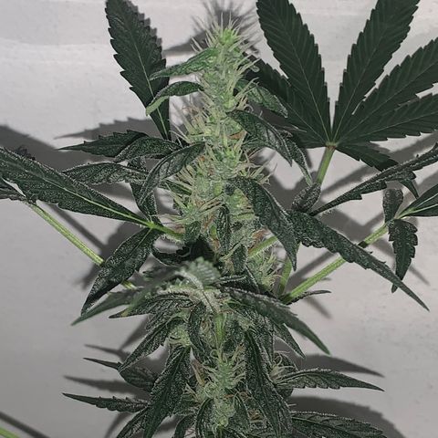 California O. G. x Manga Rosa Auto growlog timeline photo