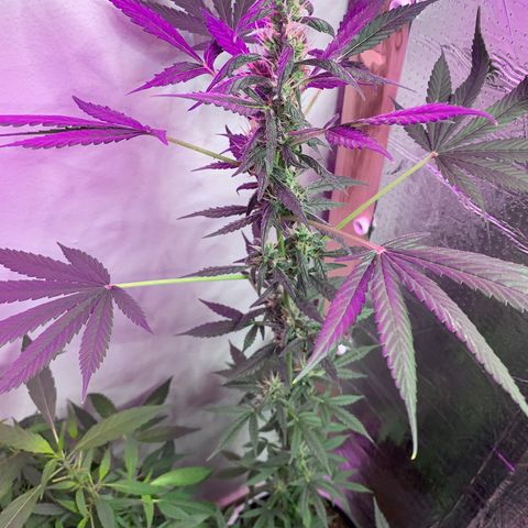 California O. G. x Manga Rosa Auto growlog timeline photo