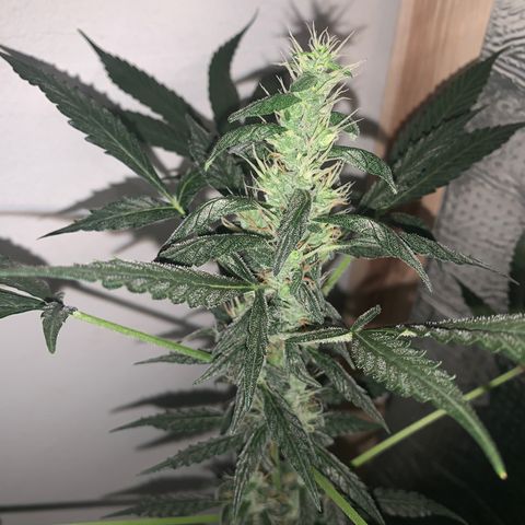 California O. G. x Manga Rosa Auto growlog timeline photo