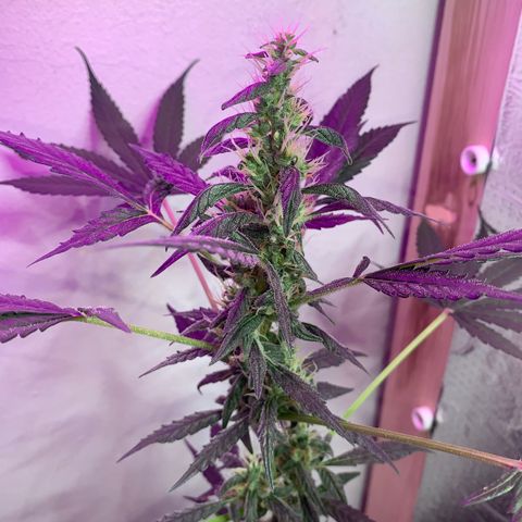 California O. G. x Manga Rosa Auto growlog timeline photo