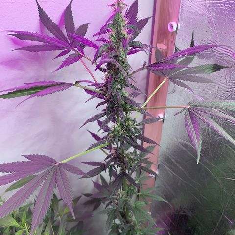 California O. G. x Manga Rosa Auto growlog timeline photo