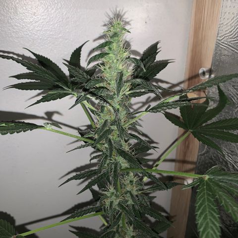 California O. G. x Manga Rosa Auto growlog timeline photo