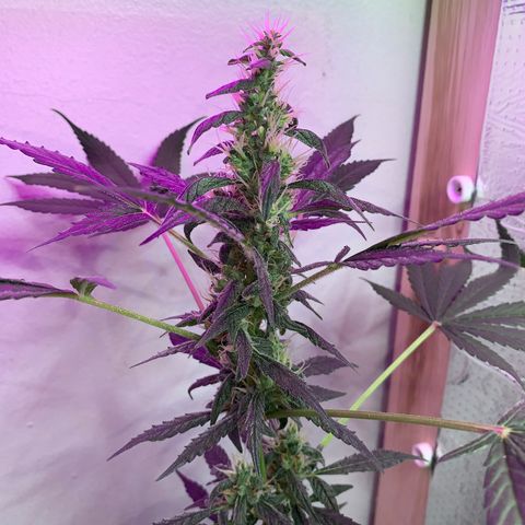 California O. G. x Manga Rosa Auto growlog timeline photo