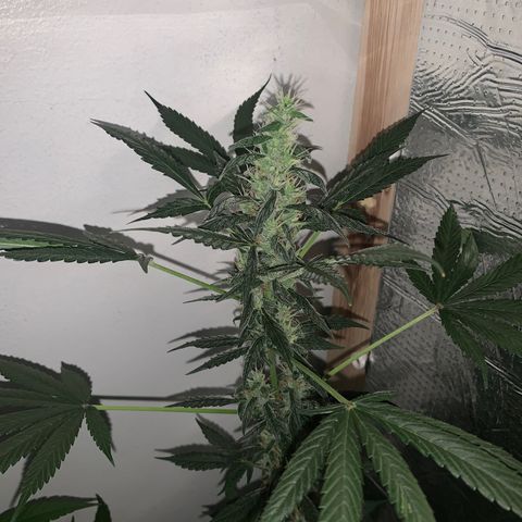 California O. G. x Manga Rosa Auto growlog timeline photo
