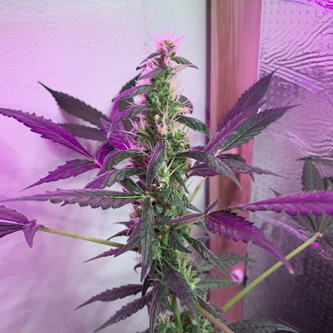 California O. G. x Manga Rosa Auto growlog timeline photo