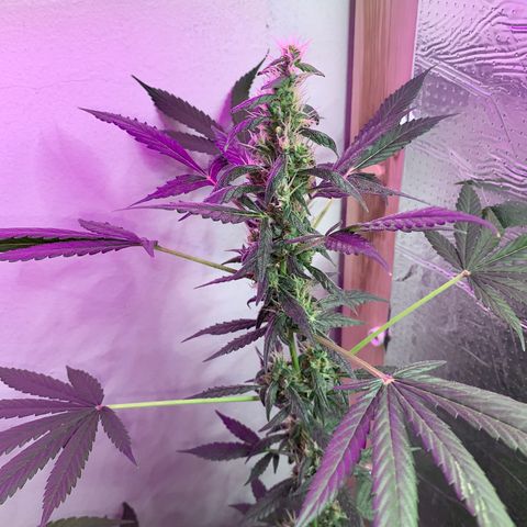 California O. G. x Manga Rosa Auto growlog timeline photo