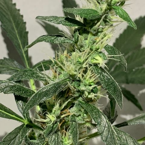 California O. G. x Manga Rosa Auto growlog timeline photo
