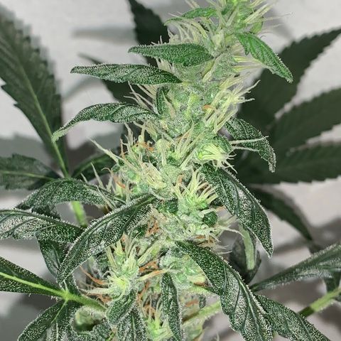 California O. G. x Manga Rosa Auto growlog timeline photo