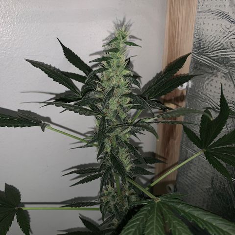 California O. G. x Manga Rosa Auto growlog timeline photo