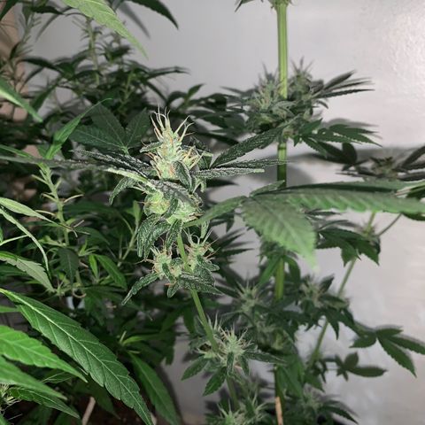 California O. G. x Manga Rosa Auto growlog timeline photo