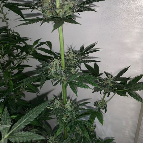 California O. G. x Manga Rosa Auto growlog timeline photo