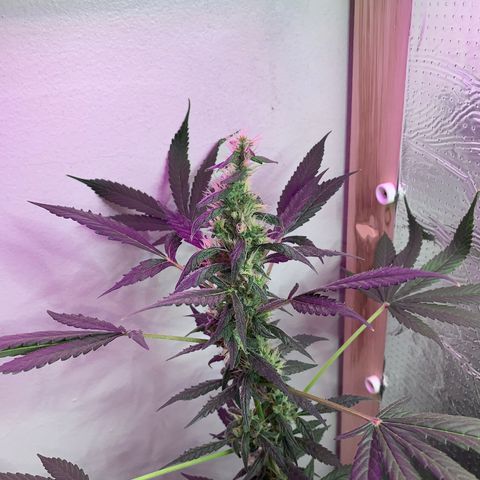 California O. G. x Manga Rosa Auto growlog timeline photo