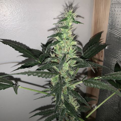 California O. G. x Manga Rosa Auto growlog timeline photo