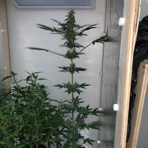 California O. G. x Manga Rosa Auto growlog timeline photo