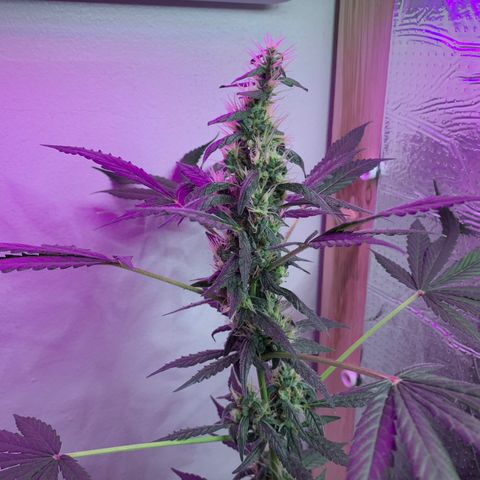 California O. G. x Manga Rosa Auto growlog timeline photo