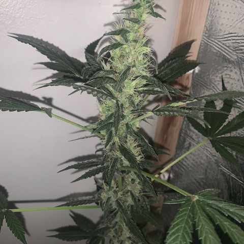 California O. G. x Manga Rosa Auto growlog timeline photo