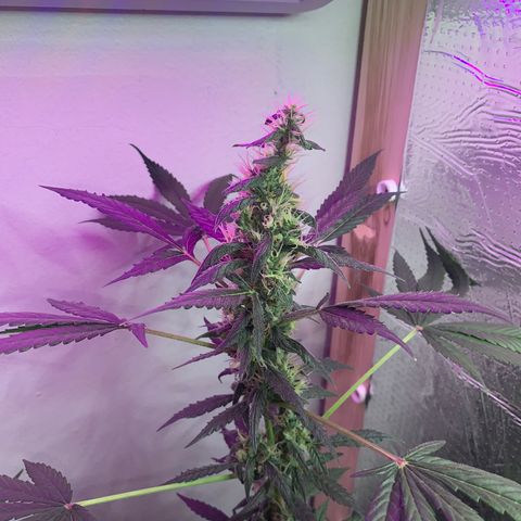 California O. G. x Manga Rosa Auto growlog timeline photo